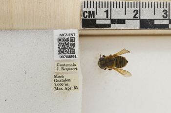 Media type: image;   Entomology 788891 Aspect: Labels
